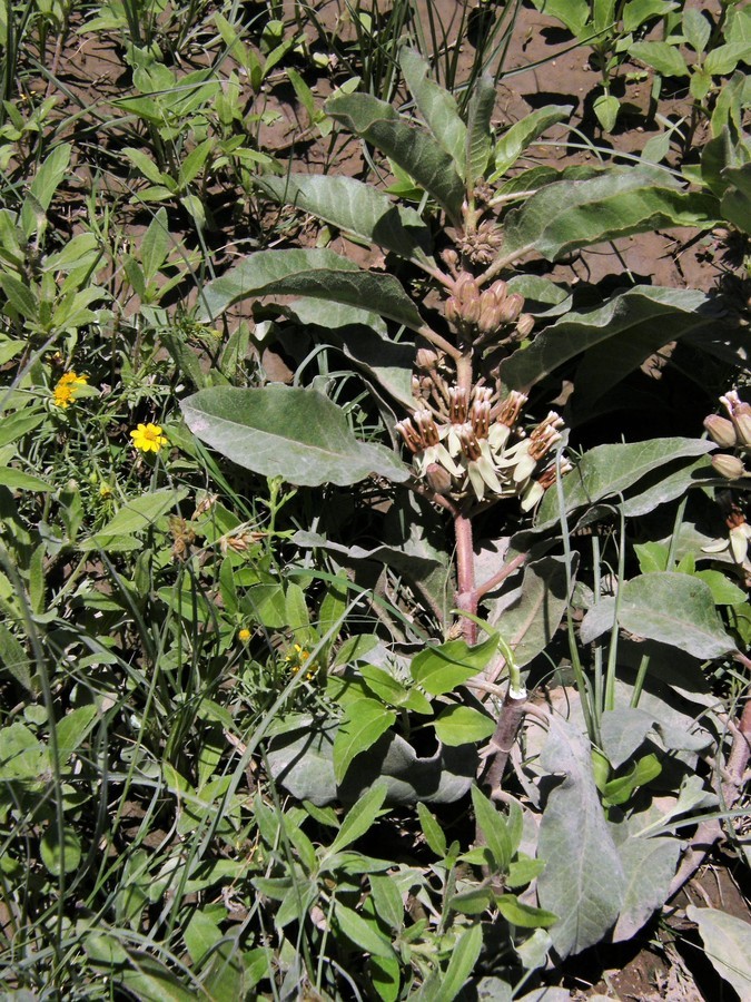 Image of zizotes milkweed