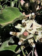 Image of zizotes milkweed