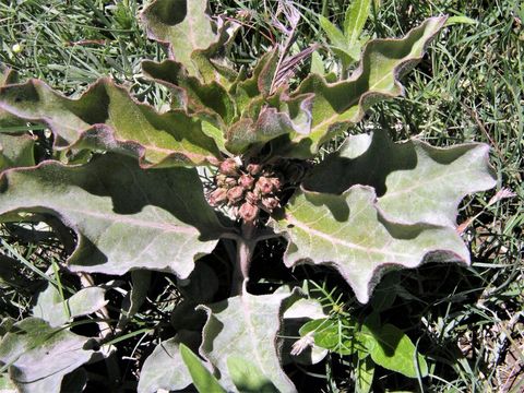 Image of zizotes milkweed