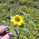 Heliopsis parvifolia A. Gray resmi