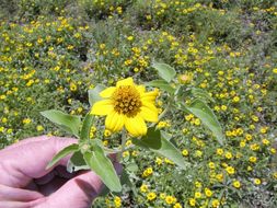 Image of mountain oxeye