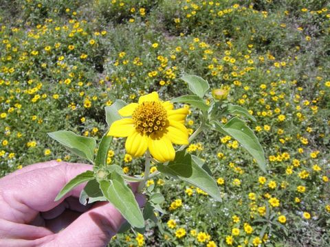 Heliopsis parvifolia A. Gray resmi