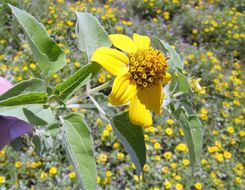 Image of mountain oxeye