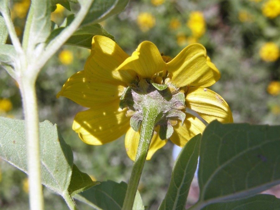 Слика од Heliopsis parvifolia A. Gray