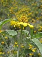 Image of mountain oxeye