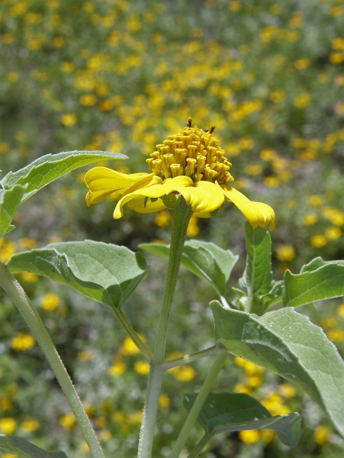 Слика од Heliopsis parvifolia A. Gray