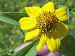 Image de Heliopsis parvifolia A. Gray