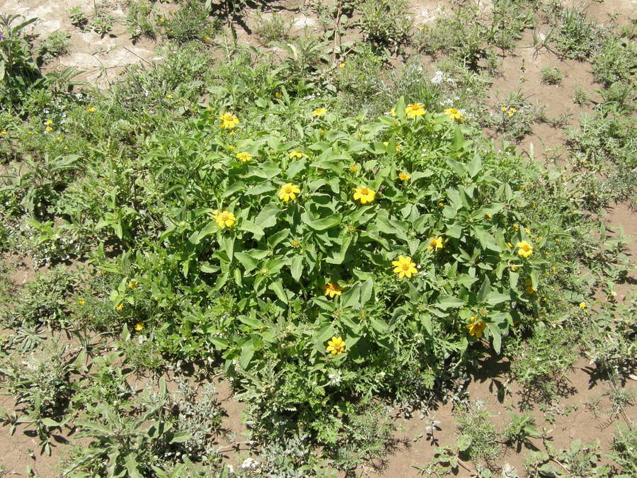 Слика од Heliopsis parvifolia A. Gray