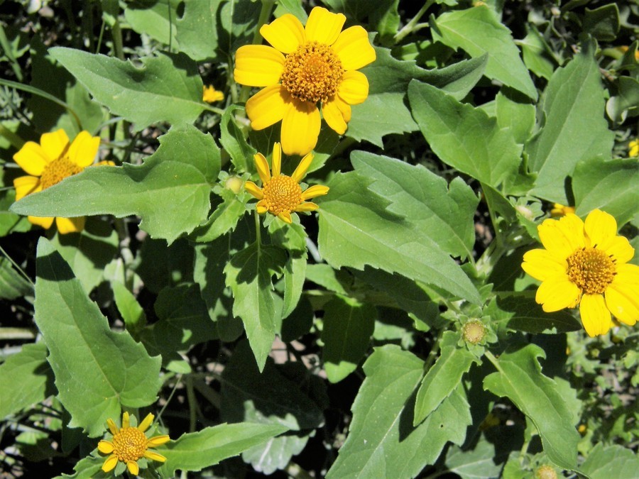 Слика од Heliopsis parvifolia A. Gray