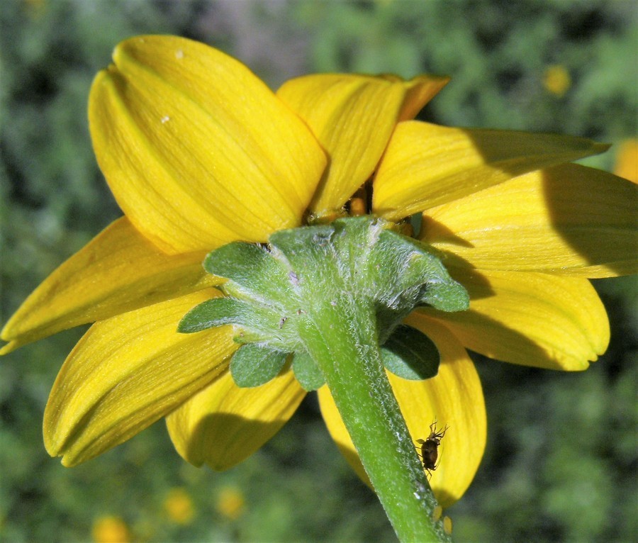 Слика од Heliopsis parvifolia A. Gray