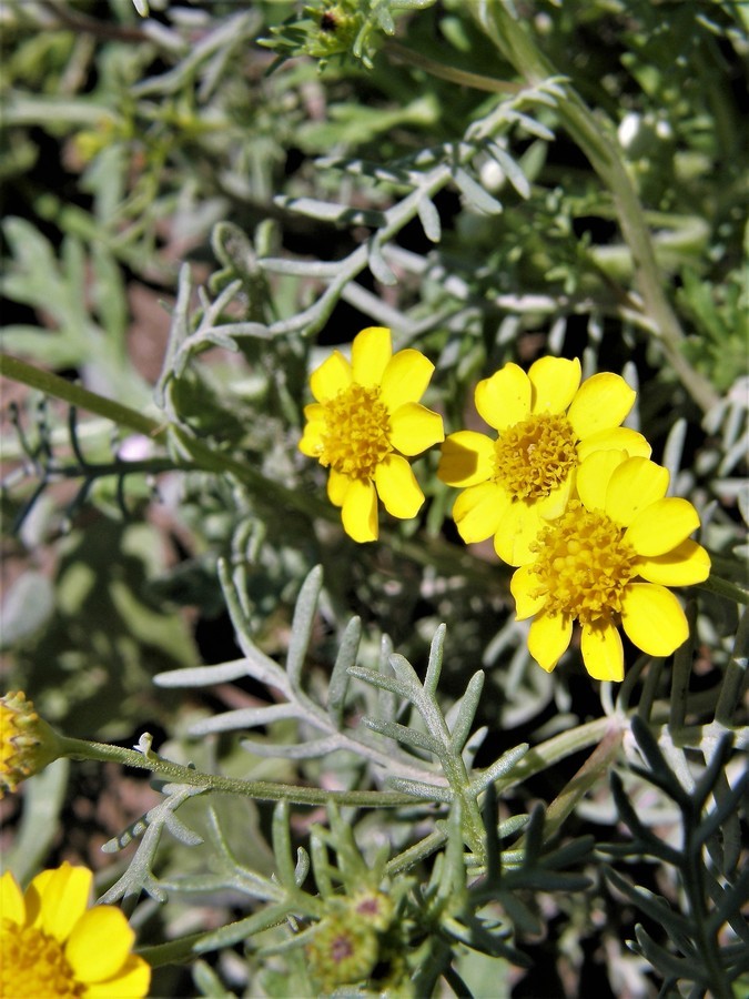 Image of manyawn pricklyleaf