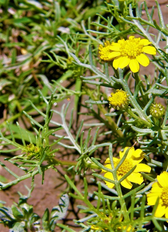 Image of manyawn pricklyleaf