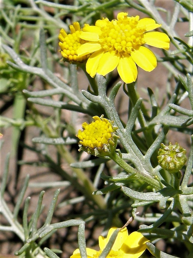 Image of manyawn pricklyleaf