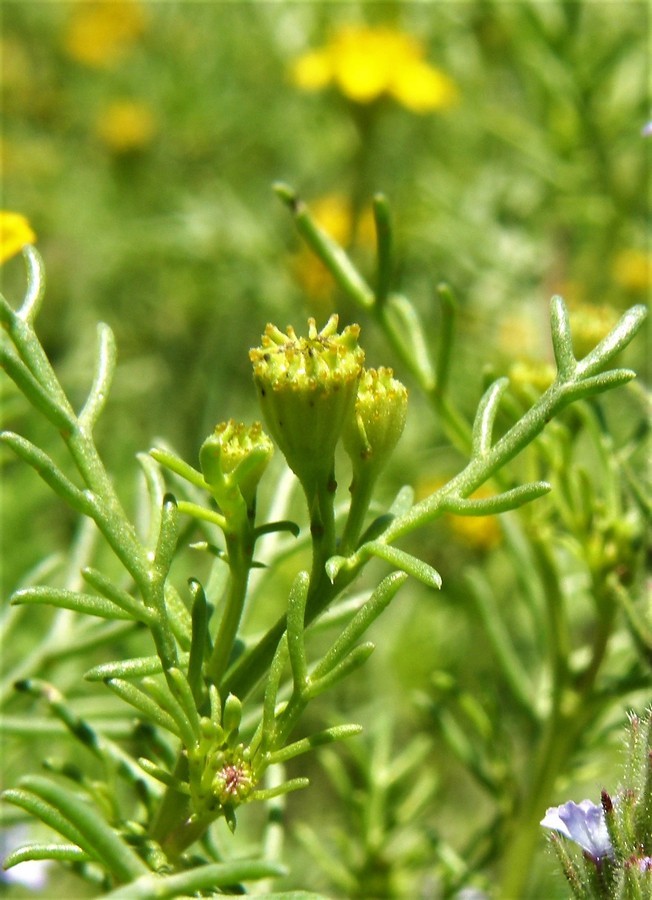 Image of manyawn pricklyleaf