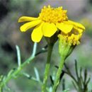 Image of manyawn pricklyleaf