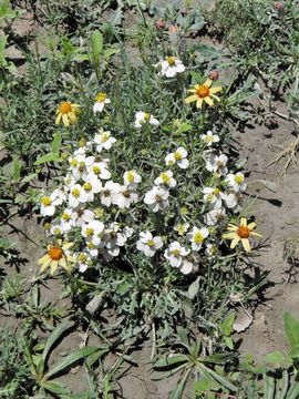 Image of desert zinnia