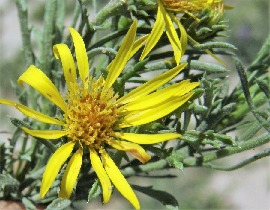 Image of Lacy Sleepy Daisy