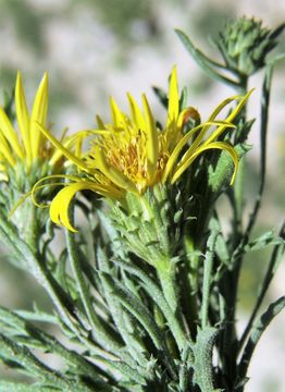 Sivun Xanthisma spinulosum (Pursh) D. R. Morgan & R. L. Hartman kuva