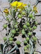 Image of Fendler's bladderpod