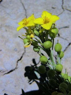 Image of Fendler's bladderpod