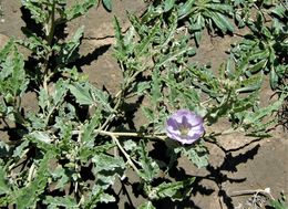 Image of spear globemallow