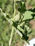 Image of spear globemallow