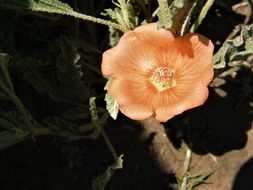 Image of spear globemallow