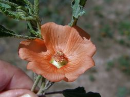 Image of spear globemallow