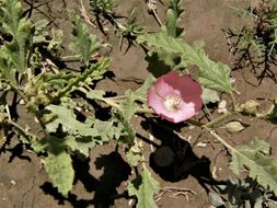 Image of spear globemallow