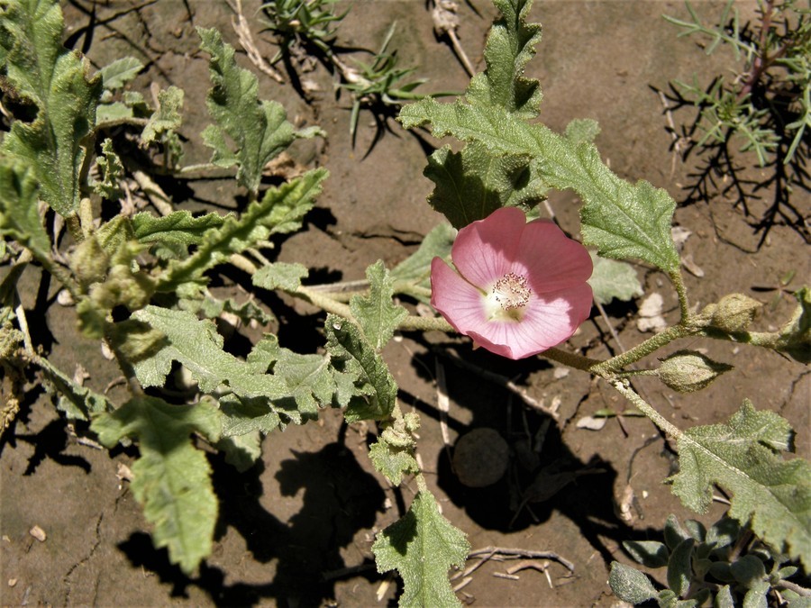 Image of spear globemallow