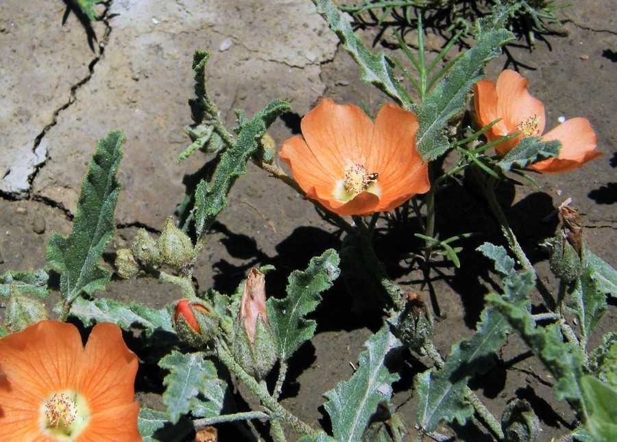 Image of spear globemallow