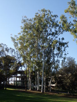 Eucalyptus grandis W. Hill ex Maiden resmi