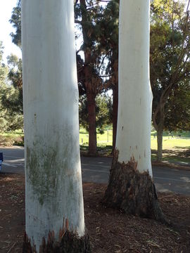 Image of grand eucalyptus