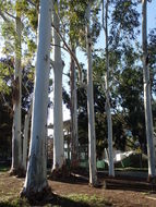 Eucalyptus grandis W. Hill ex Maiden resmi