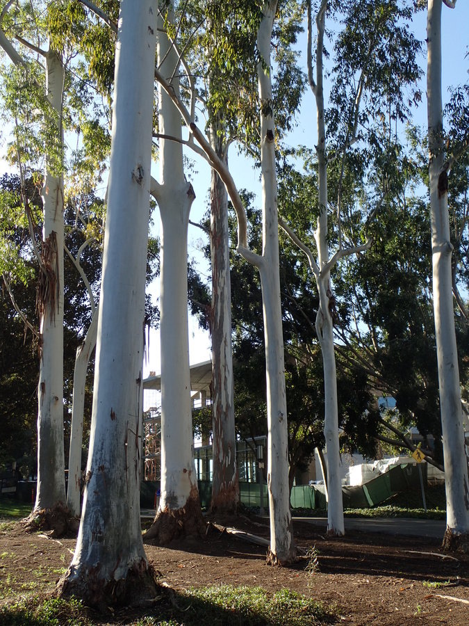 Image of grand eucalyptus