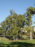 Image of grand eucalyptus