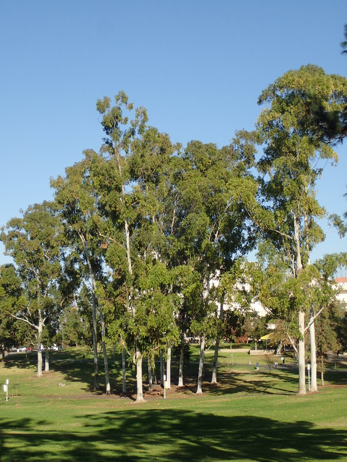 Eucalyptus grandis W. Hill ex Maiden resmi