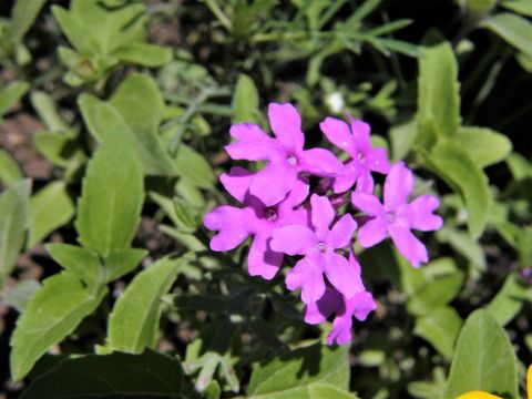 Imagem de Glandularia bipinnatifida (Schauer) Nutt.