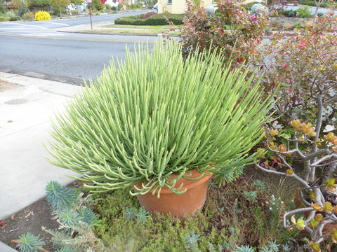 Imagem de Euphorbia mauritanica L.