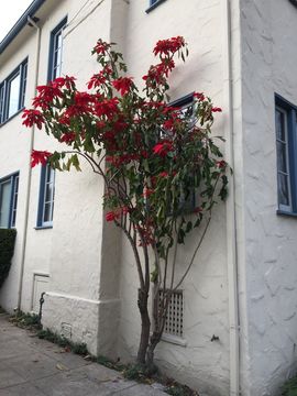 Image of poinsettia