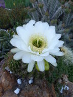 Image de Echinopsis mamillosa Gürke