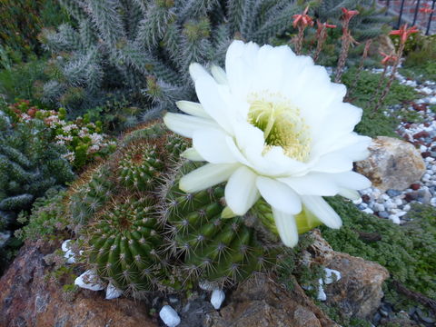 Image de Echinopsis mamillosa Gürke