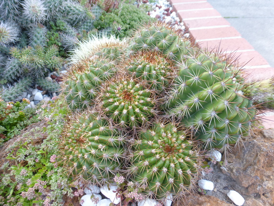 Image de Echinopsis mamillosa Gürke