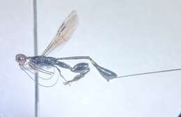 Image of stephanid wasps