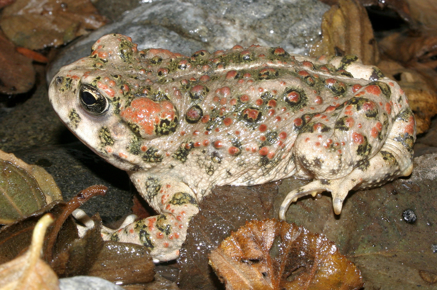 Image of western toad