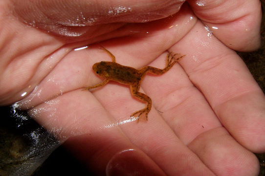 Image of African clawed frog