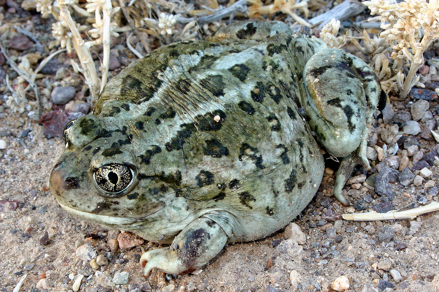 Image of Great Basin Spadefoot