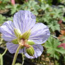 Imagem de Geranium pratense L.