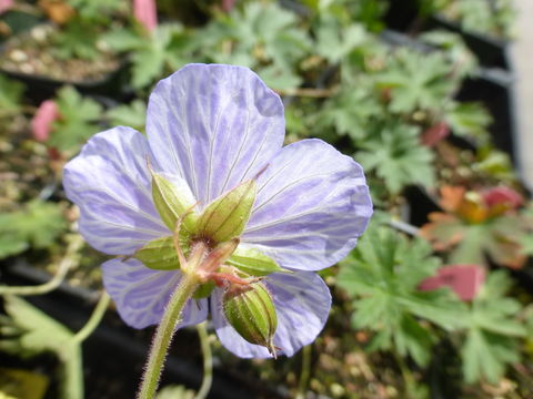 Imagem de Geranium pratense L.