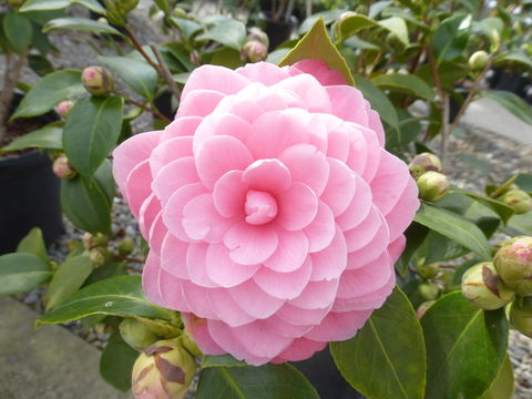 Слика од Camellia japonica L.